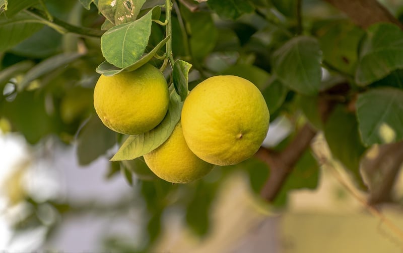 Citrus Zest
