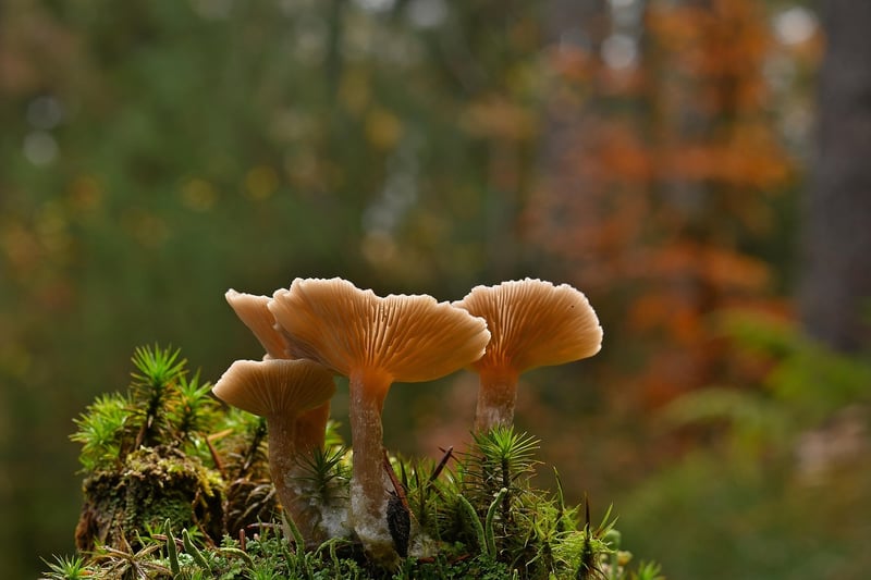 Umami Ingredients